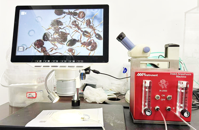 昆虫麻醉仪IA-2000